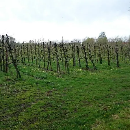 Farsbollegaard